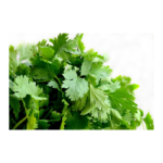 CILANTRO